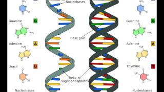 RNA :: The Audiopedia