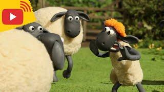  LIVE - Shaun the Sheep | Farm TV | Shaun The Sheep  Cartoons for kids, Preschool, New Stream