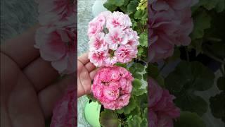 ЛЬЮ под любой цветок и даже чахлый оживет, зазеленеет и зацветет #plants #garden