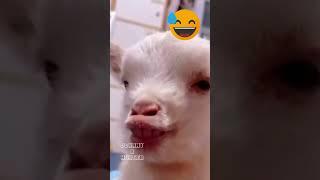 Chewy Funny Dog and Cat Part 324 #animallover, #viralvideos 2023 #shorts