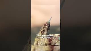 Stonefish Venomous Fish In The World | Sea Monsters