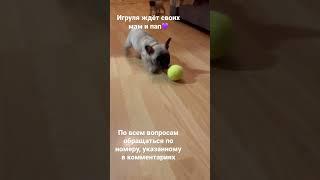 Купить щенка французского бульдога
