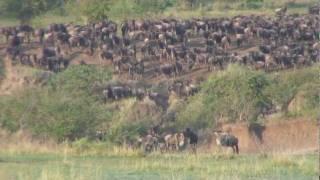 SAVE THE GREAT MIGRATION Serengeti - Mara.mp4