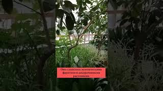 Что посмотреть в Москве:Оранжерея в Усадьбе Царицыно 