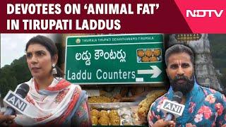 Tirupati Laddoo Row Latest | Devotee At Tirupati Balaji Temple Blames YSRCP For ‘Prasadam’ Row