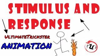 STIMULUS AND RESPONSE ANIMATION