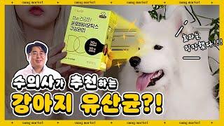 강아지도 유산균을 먹어야 하나요? #비만견 #구강관리 #피모관리ㅣ스웩마켓 시즌2