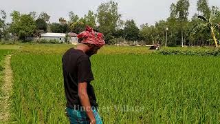 Visiting my paddy field | Daily village life | Uncover Village