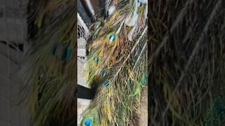 #birds #pets #birdslover #viral #shorts #shortvideo #viralvideo