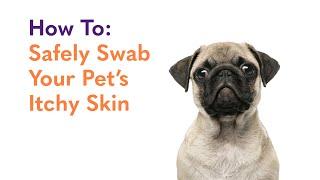 Skin & Itch Dog Test From Home