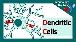 Dendritic cells : professional antigen presenter | Antigen presenting cell | Role of dendritic cells