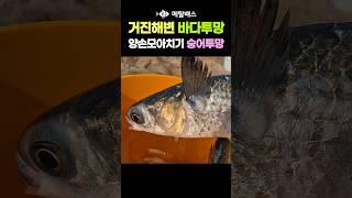양손모아치기 대숭어투망 끝판왕, 고성 동해바다 거진항 거진해변 자산천 바다투망, 숭어계란전과 숭어회파티, 투망달인, castnet, fishing, playpesca, mullet