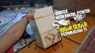 SUGAR GLIDER #UNBOX [ MAKANAN POKOK SUGAR GLIDER ] TERMURAH !! #2021