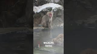 Bath Time Bonanza: Watch Adorable Monkeys Splash and Play in the Tub! #nature #wildlife #animals