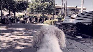 Los Perros ven en BLANCO y NEGRO ó a COLORES | AQUÍ TE LO EXPLICO