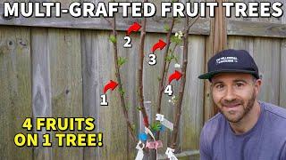 Grow 4X MORE FRUIT With A Multi-Grafted Fruit Tree!