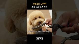 나도 강아지 미용 배워야겠다
