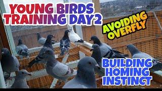 HOW TO TRAIN YOUNG PIGEONS|GETTING TO KNOW THE AREA|BUILDING HOMING INSTINCT|PIGEON RACING UK