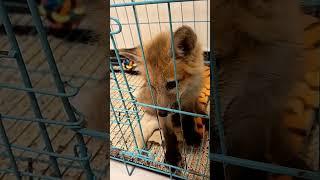 Adorable Fox Pet Vlog #CuteFox #PetLover #FoxyFriends #FoxLife #FurryCompanion