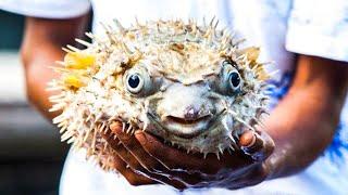 Most Poisonous Fish You Won't Believe Exist!
