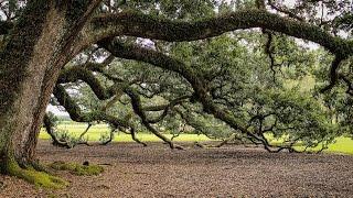 Wind Through Creaky Old Oak Tree ASMR - Relaxing Sounds