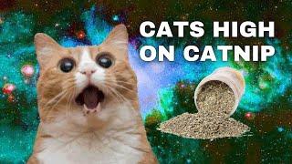 Cats High On Catnip