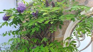 Growing Wisteria in a pot