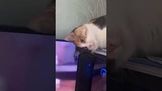 Мой кот когда  выпил глоток пиво(видео некита босова)#Nekit#Bosow
