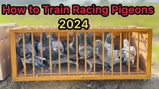 Racer Kabootar ki Training | Racing Pigeons Training 2024