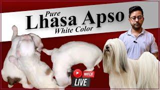 Top White Lhasa Apso from Best Pet Shops in Jalandhar & Chandigarh | Find Your Perfect Puppy