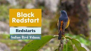 The Black Redstart (Phoenicurus ochruros) - Indian Bird Videos