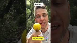 פירותיו של דודא רפואי