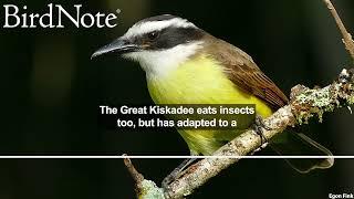 Great Kiskadee: Unconventional Flycatcher