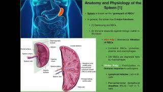 Anatomy & Physiology of the Spleen