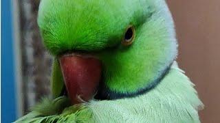 My parrot talk "YouTube YouTube YouTube"cutey||मेरा तोता बोलता है  YouTube