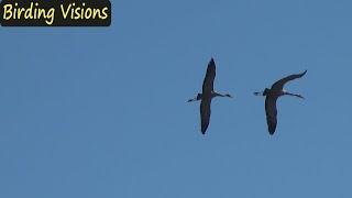 Birds of the Hula Valley - Israel