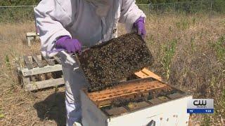 How bees can lower your property taxes