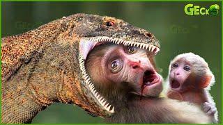 Dire! Giant Komodo Dragon Attacks Monkey Too B.rutal | Animal Fight