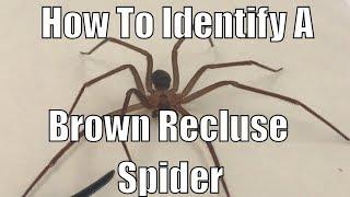 How to identify a brown recluse spider