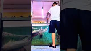 Most Expensive Monster Arapaima Feeding Time in Black Carf Fish !! @Yyd-h2c #support #success