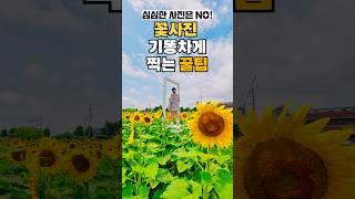 꽃 사진 예쁘게 찍는 꿀팁 (실시간 충남 서산 용장천 해바라기, 무료 꽃여행지)  #사진꿀팁 #꽃사진 #해바라기