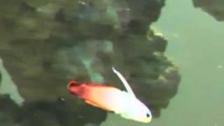 Red Firefish