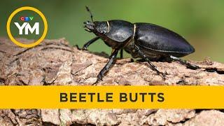 The secret behind beetle butts | Your Morning