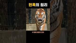 사기꾼들이 혹하게 만드는 원리