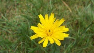 False Dandelion - Hypochaeris radicata - Prosienicznik szorstki