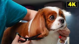 King Charles Dog Grooming 4K (Scissors and Clippers Hairstyle)