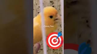 canary song تغريد الكناري