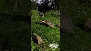 Photographing Wild Badgers #wildlife #badgers #rspb #haweswater