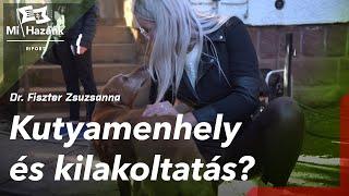 Kutyamenhely és kilakoltatás?