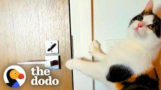 Cat Is Obsessed With Her Neighbor Down The Hall | The Dodo